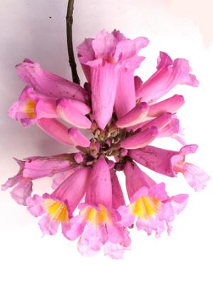 Tabebuia impetiginosa (lapacho rosado)
